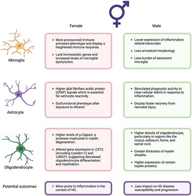 Sex differences in Huntington's disease from a neuroinflammation perspective